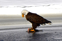 Eagle 2017