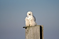 Wildlife